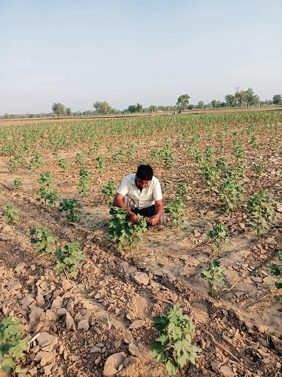 Cotton sowing over, Punjab fails to achieve 3L hectare target