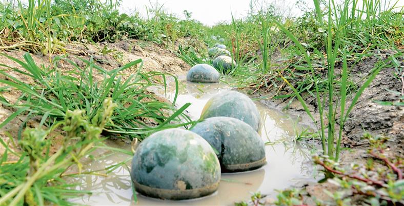 Freak weather conditions affect sweetness of muskmelons, watermelons