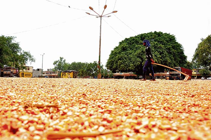 Farmers ‘forced’ to sell maize, moong below MSP