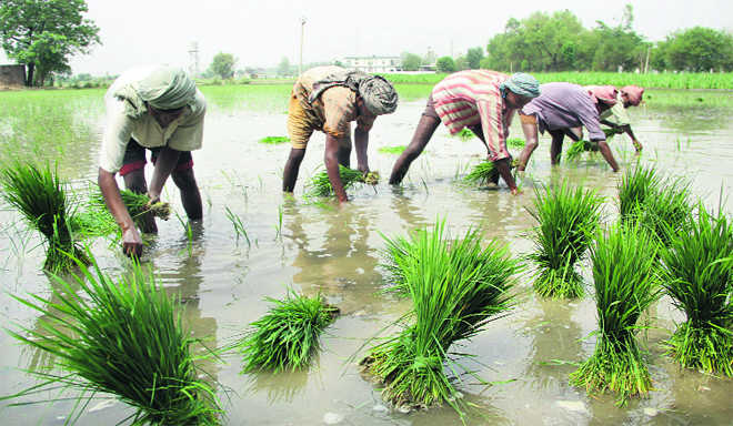 Paddy MSP up by Rs 143 to Rs 2,183/quintal for 2023-24; Kharif crops' MSP sees up to 10.35 per cent hike