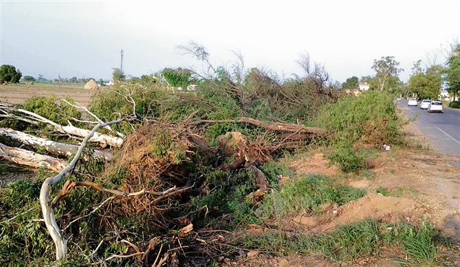 Gurugram: GMDA challaned for cutting 850 trees without Forest Dept's nod