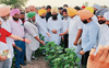 Minister visits cotton fields to take stock of bollworm attack