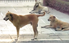 Dog Sterilisation Drive: Amritsar MC to shortlist firm soon, issue orders