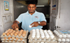 Egg, broiler demand rise with fall in temperature