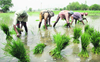 Cabinet approves Rs 143 hike in paddy MSP
