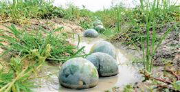 Freak weather conditions affect sweetness of melons