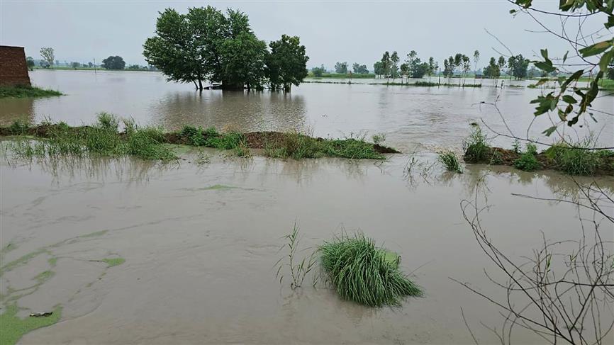Jalandhar: Paddy on 25,000 acres inundated, people in 50 villages told ...