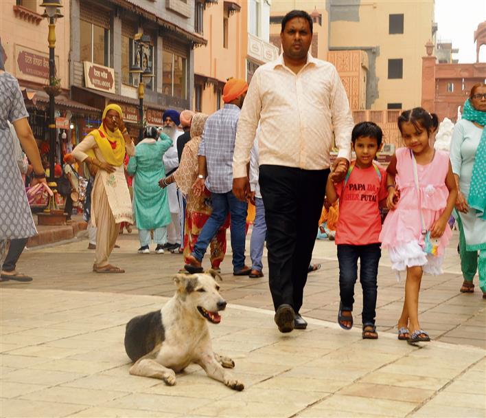 Amritsar MC finds it difficult to remove stray dogs from Heritage Street