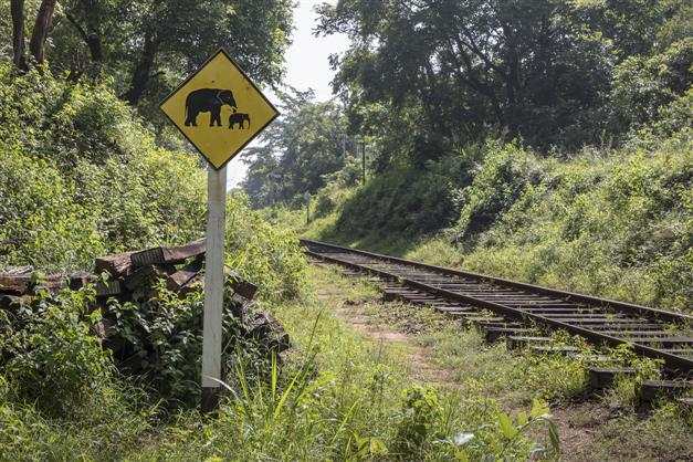 Bangladesh Railways looks at India's CSIO for installing elephant warning system along its new rail tracks