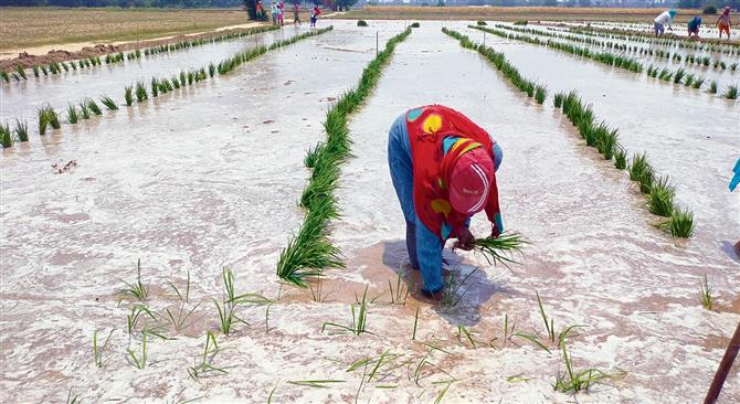 Flood aftermath : Farmers begin to replant paddy, several fields still inundated