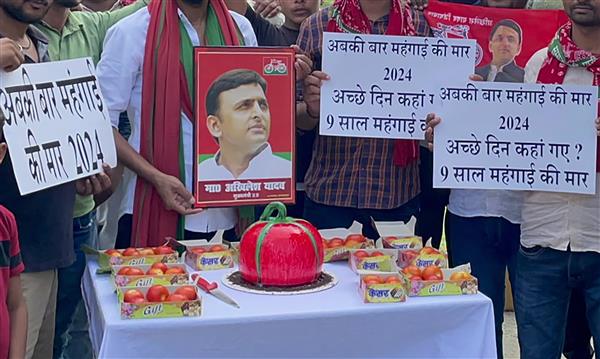 Highlighting soaring prices of tomato, Samajwadi party workers cut tomato-shaped cake on Akhilesh Yadav's birthday