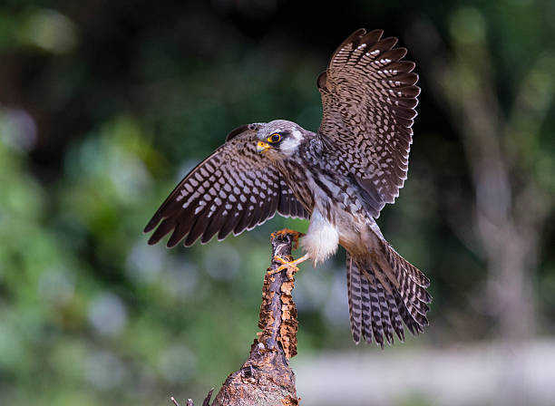 52 endangered falcons released in Abu Dhabi