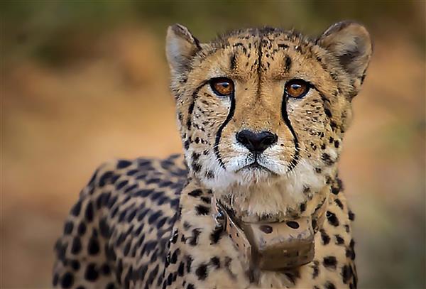 One more death, what is ailing Project Cheetah?