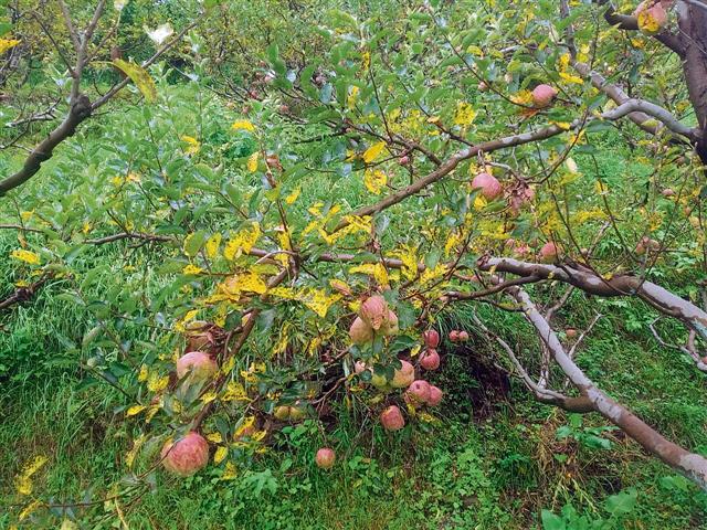 Himachal apple growers stare at one of the worst seasons ever