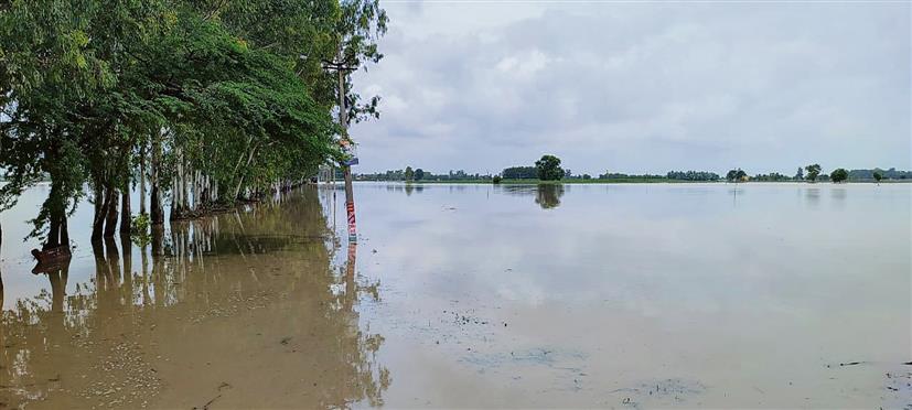 High water flow, poor bundh monitoring led to flooding of fields, say Karnal villagers