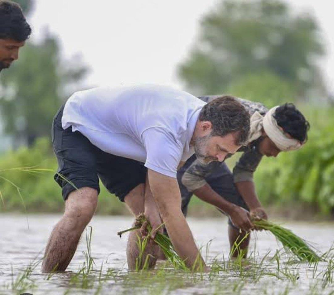 Rahul Gandhi plants paddy saplings, interacts with farmers in Haryana’s Sonepat; see video