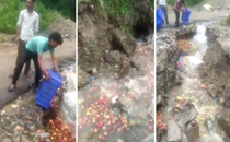 Video of Himachal farmers dumping apples in water stream goes viral; allege forced to throw due to road closure