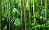 Bamboo to be used as fence along highways