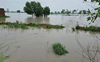Paddy damaged in over 60K acres in Yamunanagar district