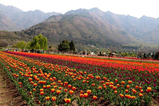 Kashmir’s Tulip Garden makes it to World Book of Records