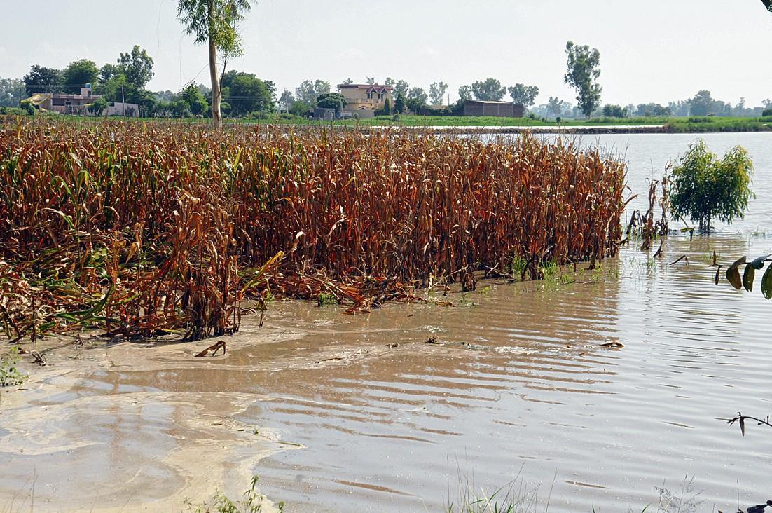 Jalandhar: 5K acres still under water, paddy resowing ruled out