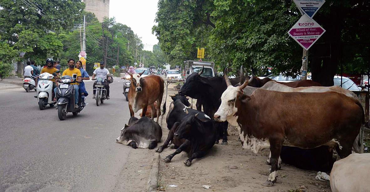 No end to stray cattle menace in Urban Estate Phase I, HM Colony