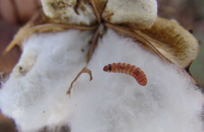 Pink bollworm attacks cotton in Bathinda, Agri Dept on toes