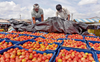 Why the RBI is taking tomato prices seriously