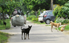 Stray canine  menace: Rights commission takes note of  The Tribune report
