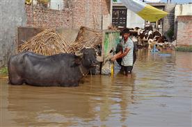Baupur Mand battles flood aftermath
