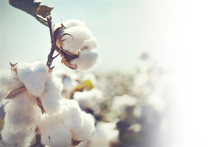 Punjab Agriculture Minister Gurmeet Singh Khudian inspects cotton crop in Muktsar