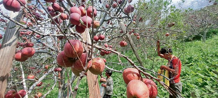 The year apple lost its shine in Himachal