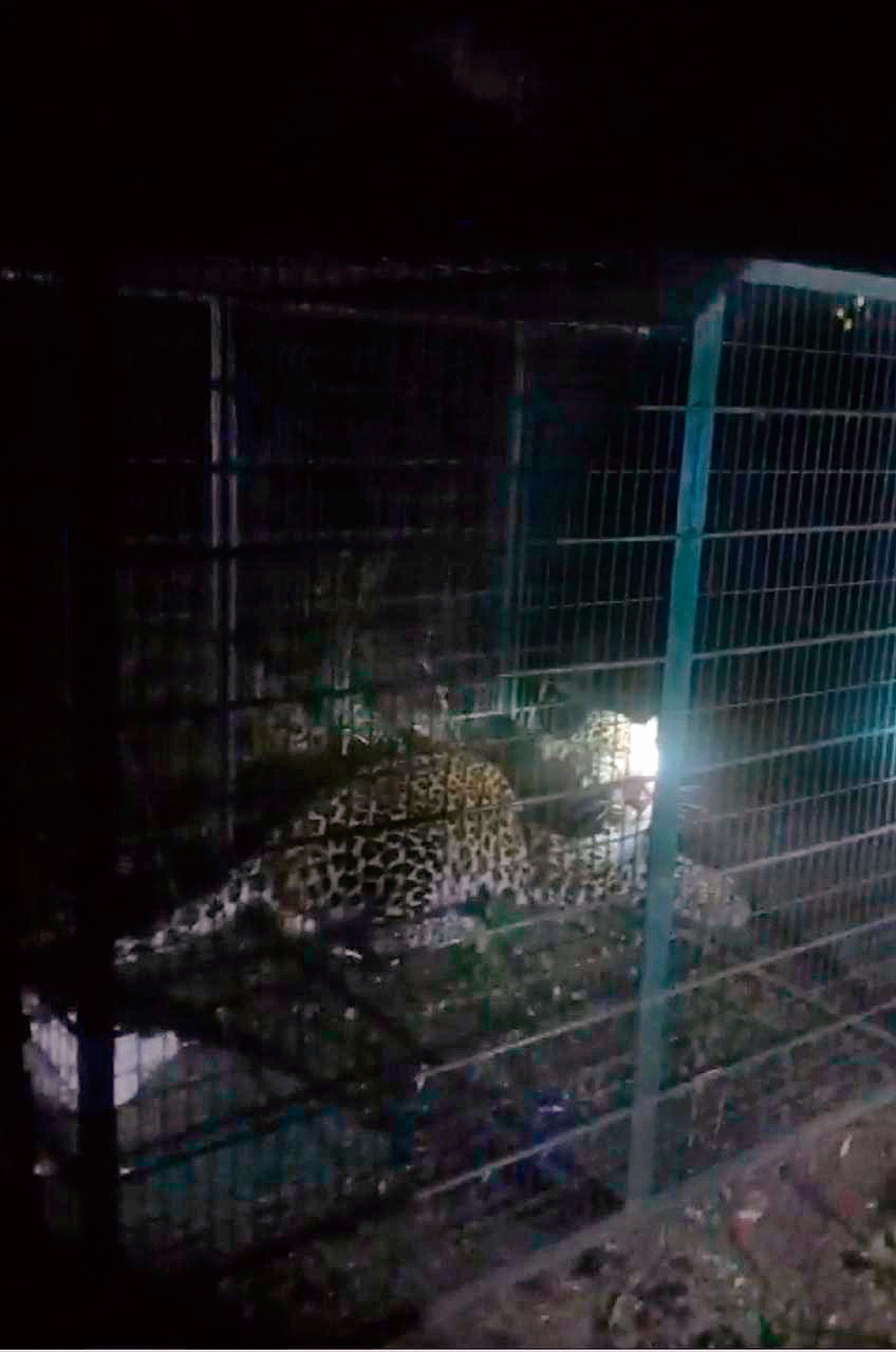 Leopard caught, shifted to zoo