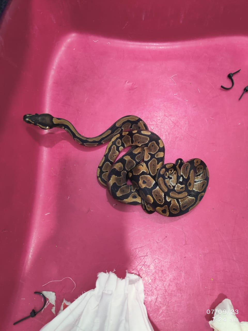 72 snakes, including 17 king cobras, stuffed inside baggage on Bangkok flight seized at Bengaluru airport