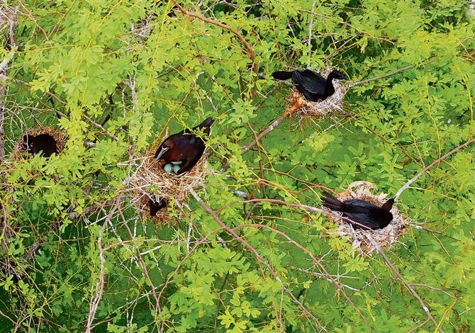 Glossy Ibis bred for first time in Surajpur Bird Sanctuary, Jhajjar