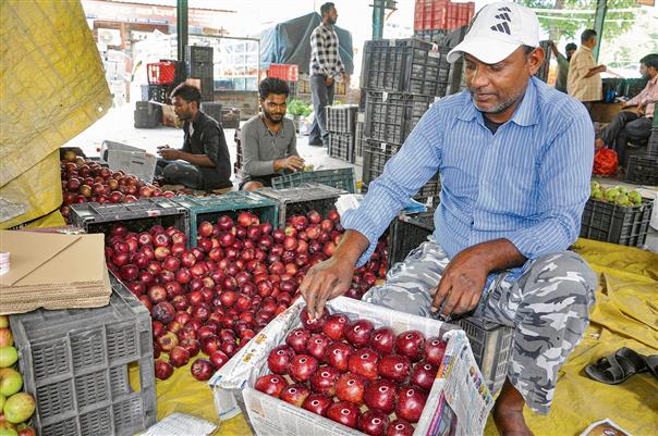 Import duty cut on US apple not  to hit local players, says Centre