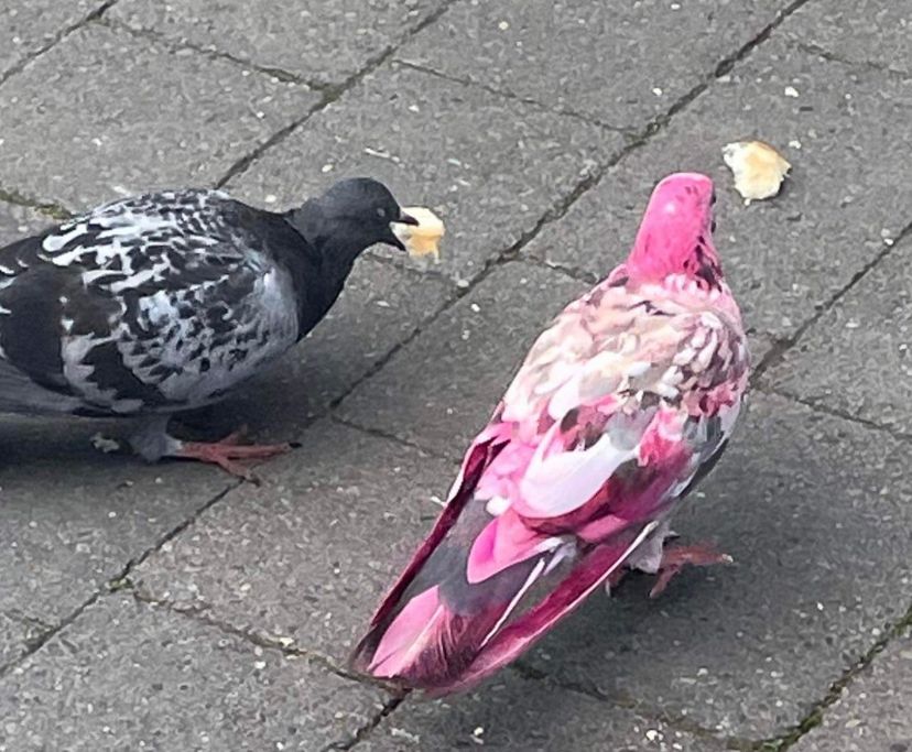 Pink pigeon, has anyone seen it? Watch the rare bird being fed by locals in Greater Manchester