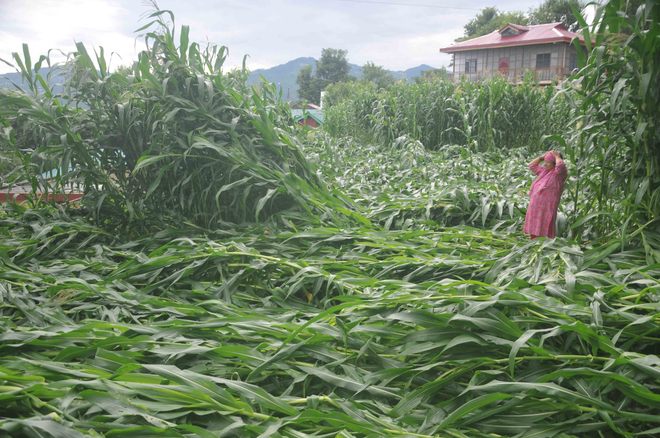 Rs 61-cr loss to agricultural sector in Mandi