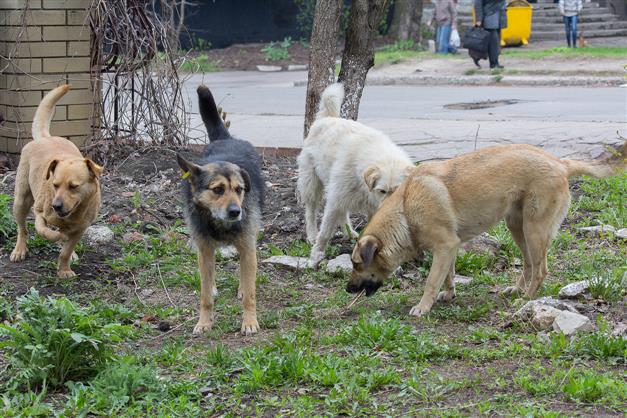 FIR against man for sexually abusing stray dogs in Delhi’s Rajouri Garden