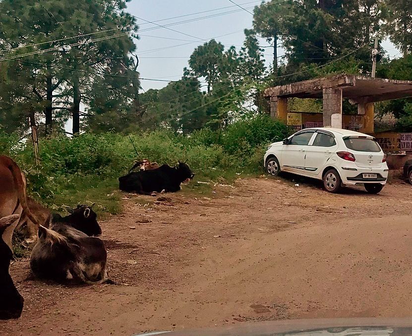 Owners abandoning cattle