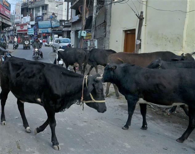 Man collides with stray cattle, dies