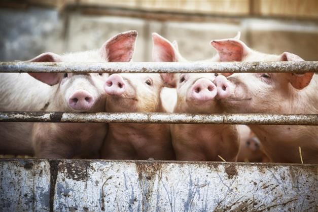 New strains of influenza A virus found in pigs raise pandemic risk