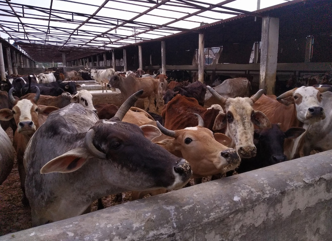 20 cows die mysteriously in Batala