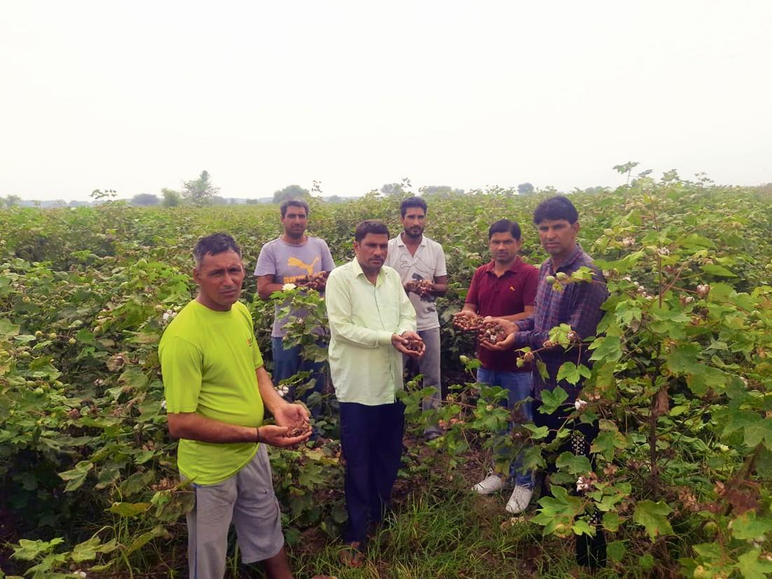 Pink bollworm hits 30% crop in cotton belt
