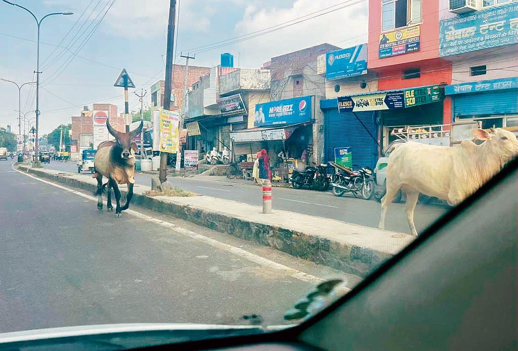 Stray cattle posing threat to commuters