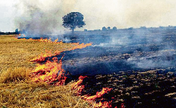 8 farm fires reported so far in Punjab; lowest in past two years