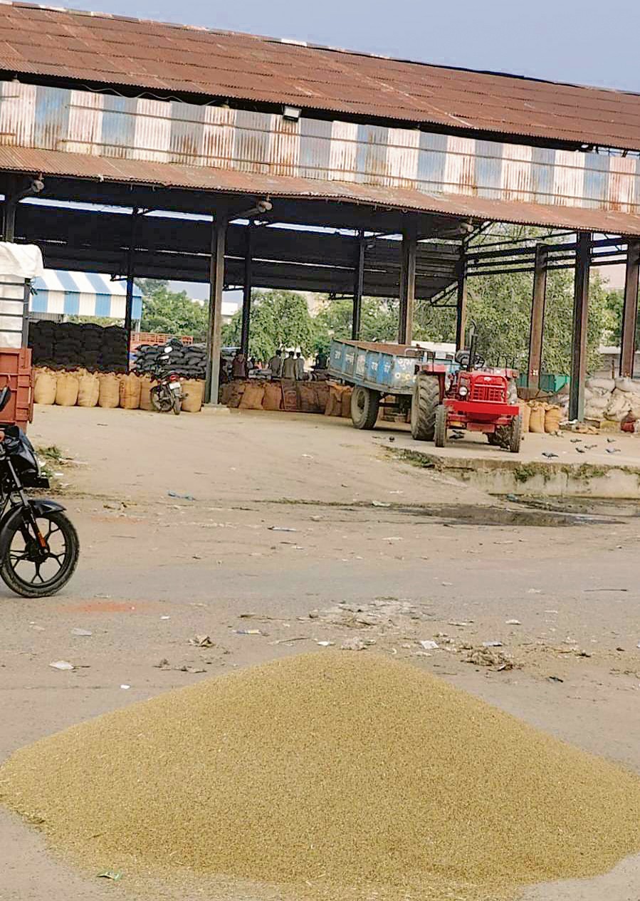 Bajra sells below MSP in Palwal, official procurement of paddy awaited