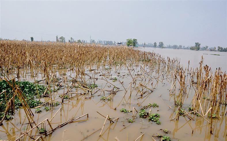 Jalandhar: Two months on, 700 acres of fields still waterlogged in flood-hit Lohian block