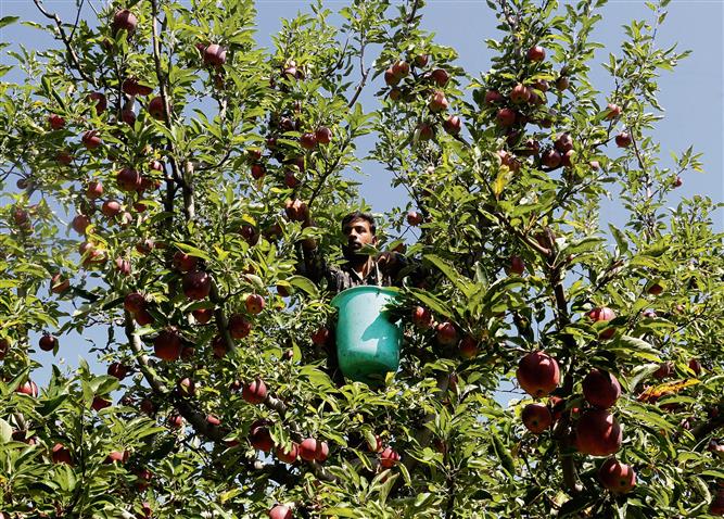 Kashmir’s Rs 12,000-cr apple industry counts losses