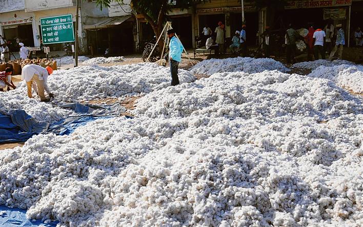 Cotton sells above MSP, Punjab farmers upbeat